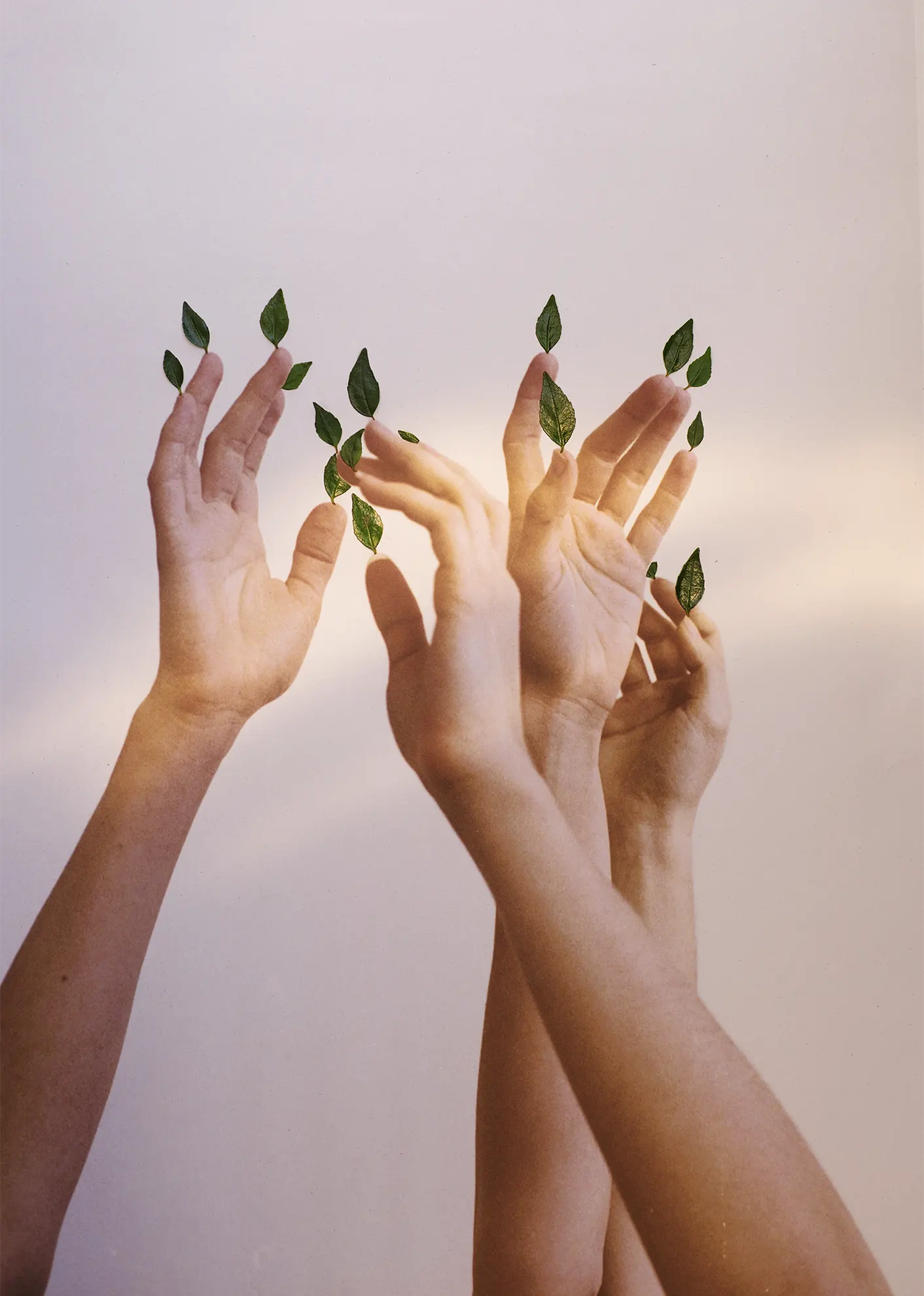 0_LEAVES copia